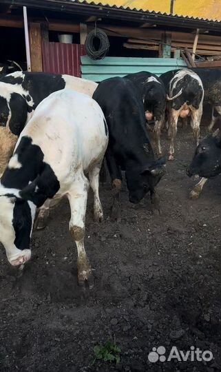 Быки на мясо