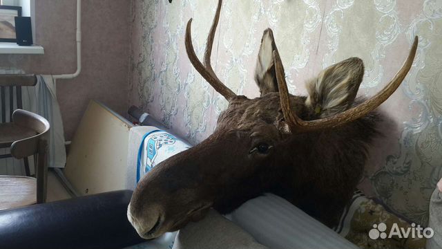 Чучело головы лося