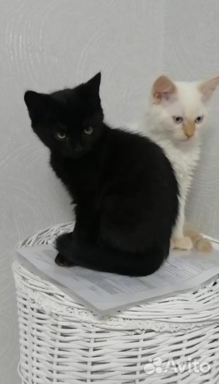 Котята в добрые руки