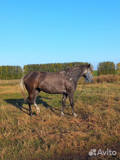 Кобыла орловская