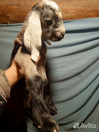 Продажа козлят