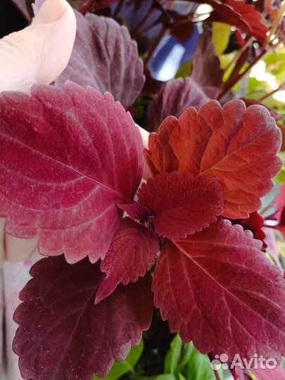 Колеус срезы