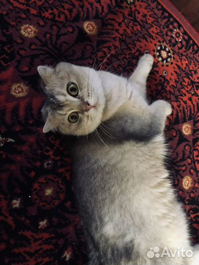 Кошка вислоухая
