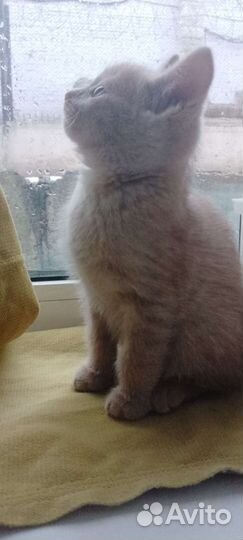 Найдена кошка