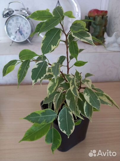 Бенджамина