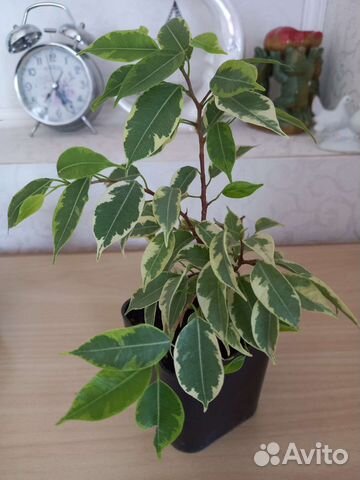 Бенджамина