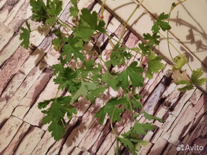 Герань душистая