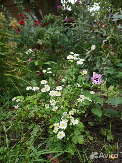 Пиретрум девичий (хризантема девичья)