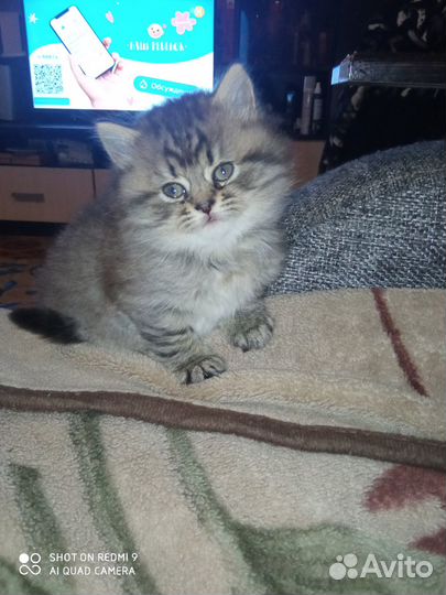 Домашние животные котята