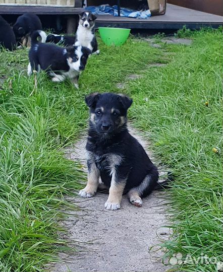 Щенки ищут дом