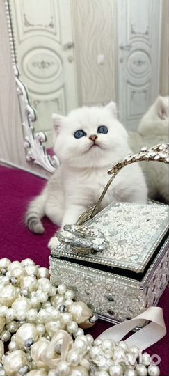 Британская серебристая шиншилла