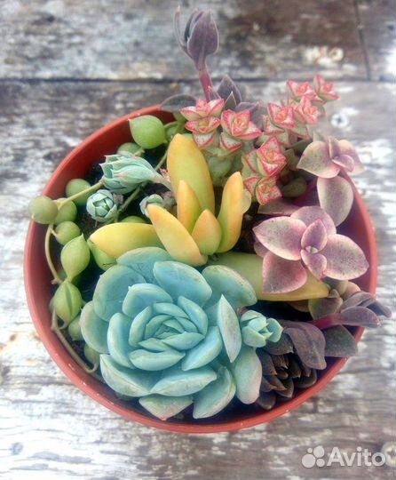 Суккуленты эхеверия, крассула, седум, хавортии