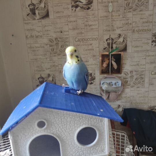 Волнистый попугай с клеткой мальчик и девочка