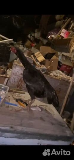 Бойцовые куры