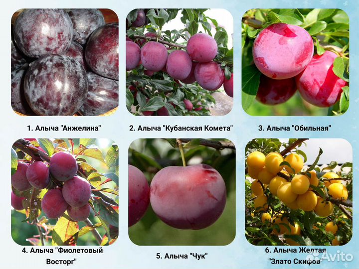 Саженцы Алычи, Сливы