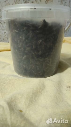 Пчелиный подмор