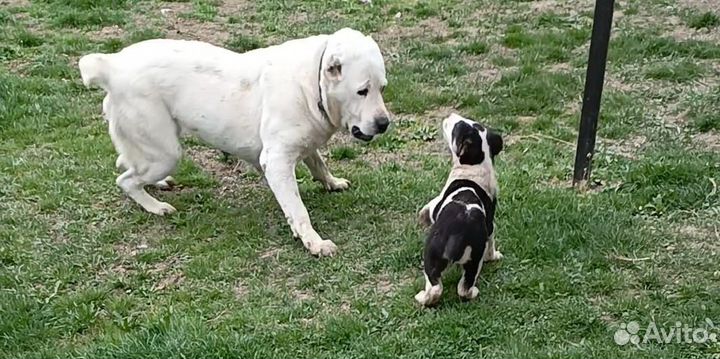 Среднеазиатская овчарка алабай щенок