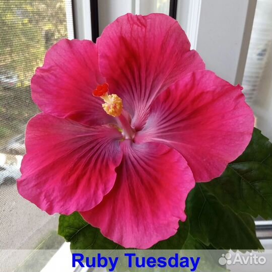 Сортовые гибискусы 1