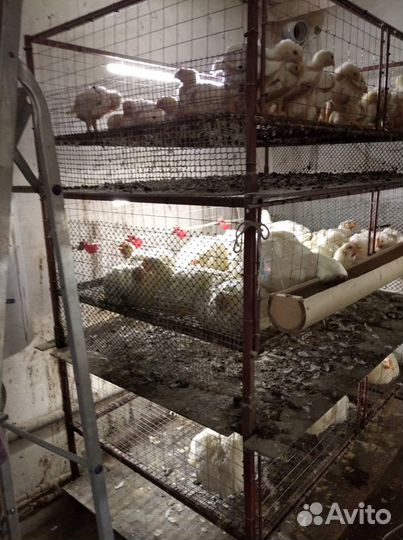 Продам Клетку и брудер