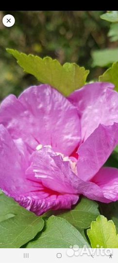 Гибискус садовый 2 ряда лепестков