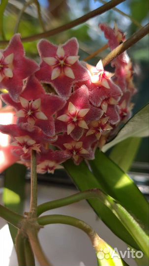 Хойя пубикаликс Сильвер пинк