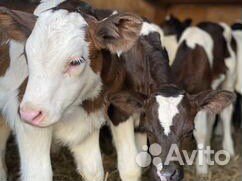 Бычкиии телочки