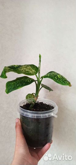 Диффенбахия