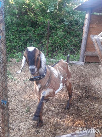 Кролик калифорнийский