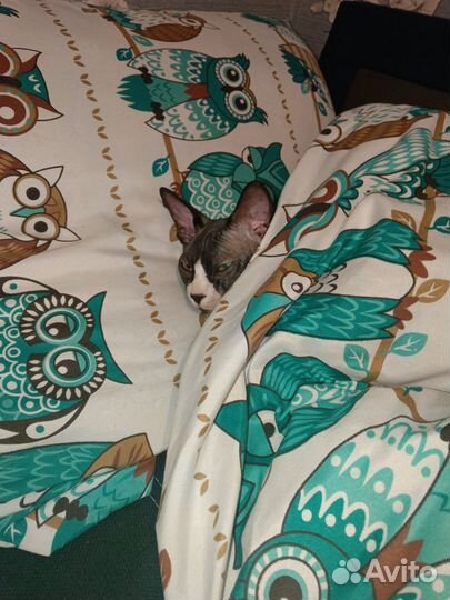 Донской сфинкс вязка Тамбов