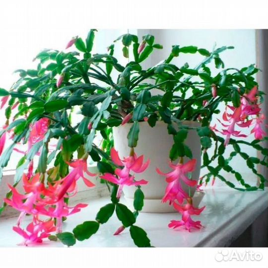 Декабрист шлюмбергера