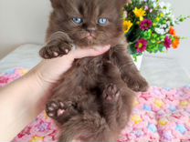 Британская шоколадная кошка
