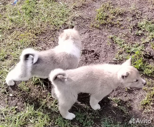 Продам щенков зсл