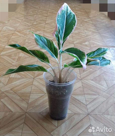 Аглаонема Pink Aurora / Пинк Аврора