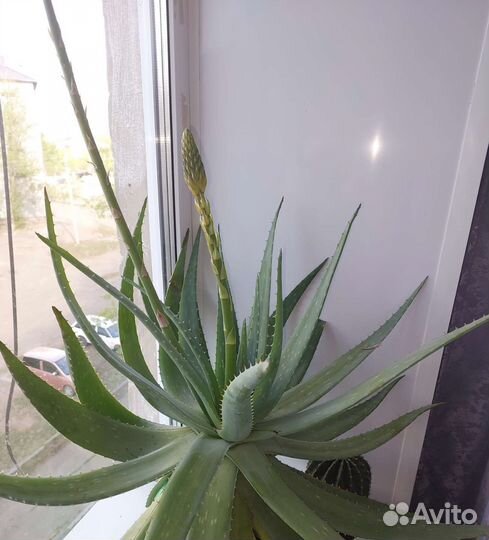 Алоэ вера большой