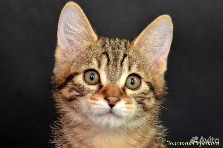 Котята продаются