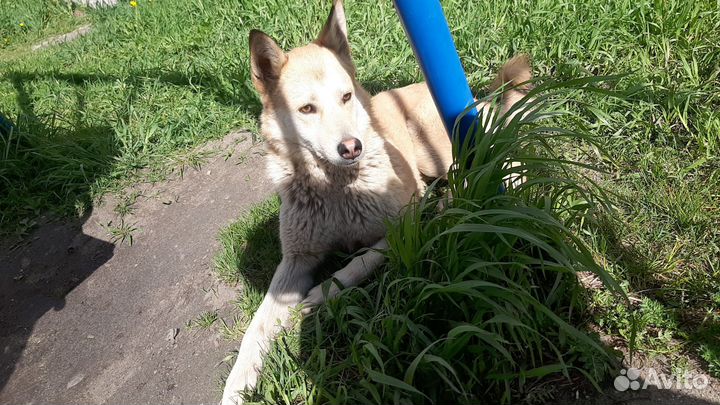 Собака в добрые руки