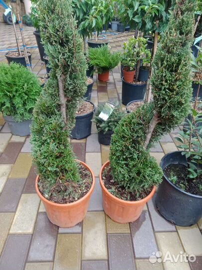 Растения декоративные