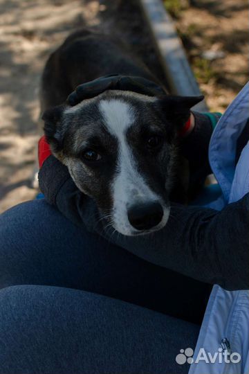 Пёс - подросток в добрые руки