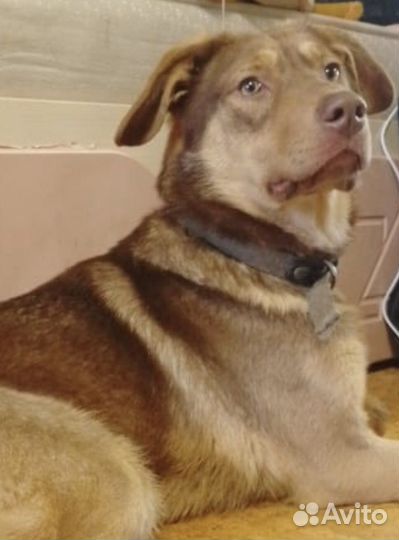 Радость в дом