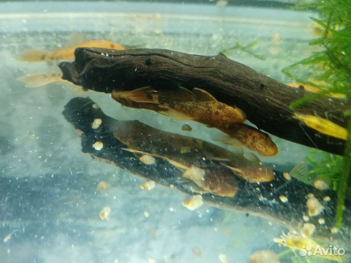 Мальки скалярии параиба, леопардовый анцитрус