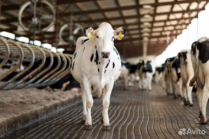 Животновод-подгонщик