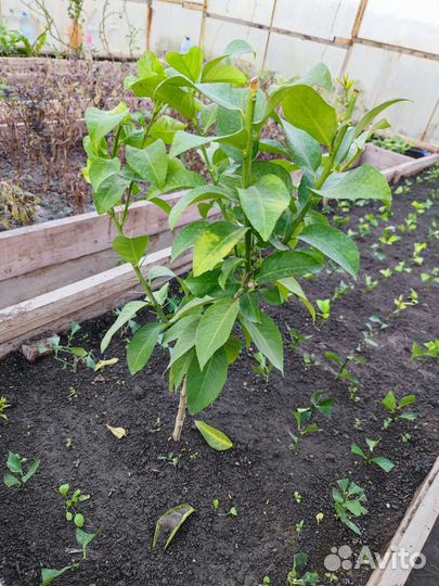 Лимонное дерево с плодами