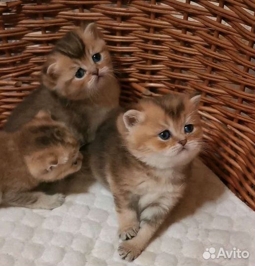 Британские котята
