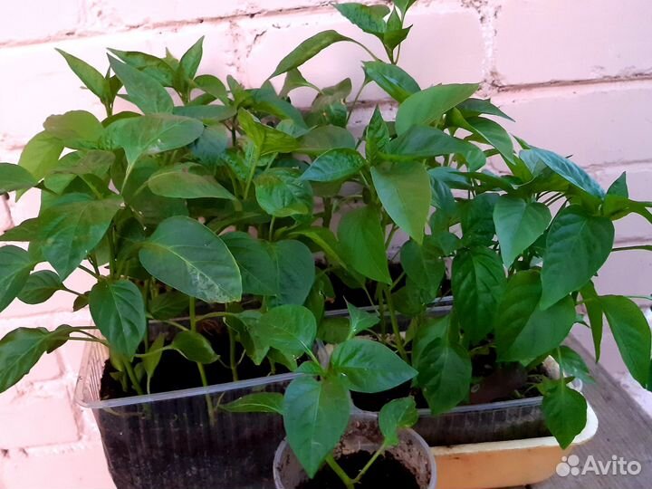 Рассада перцев, огурцов