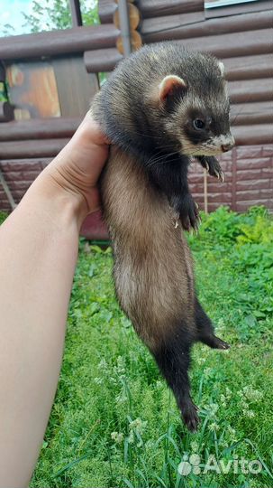 Хорек