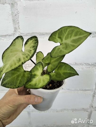 Сингониум Батерфляй/ножколистый