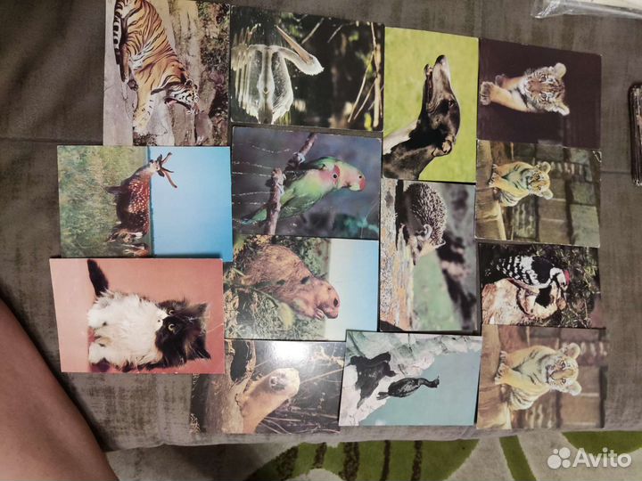 Открытки с животными