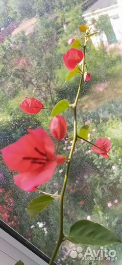 Фиалка,бугенвиллия