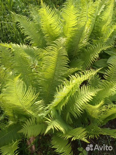 Папоротник садовый