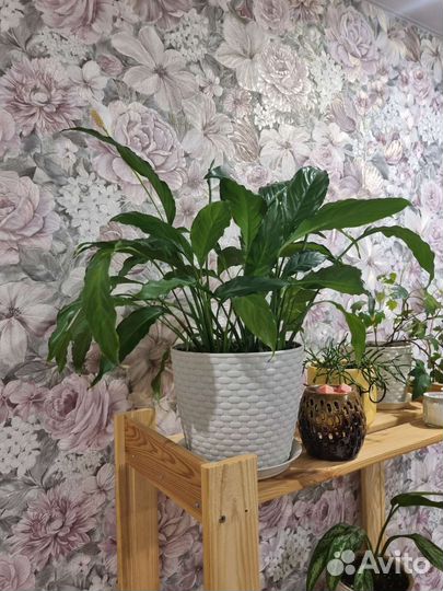 Комнатные растения